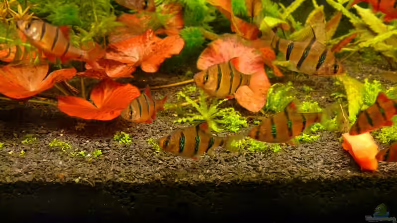 Puntius pentazona alias Fünfgürtelbarbe von Leinad78 (15)