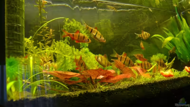 Aquarien mit Trigonostigma hengeli (Hengels Keilfleckbärbling)