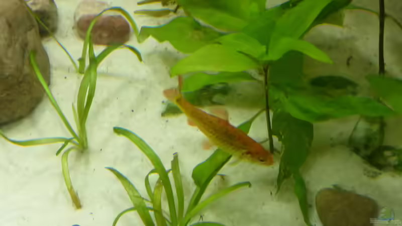 puntius semifasciolatus von Stefano83 (26)