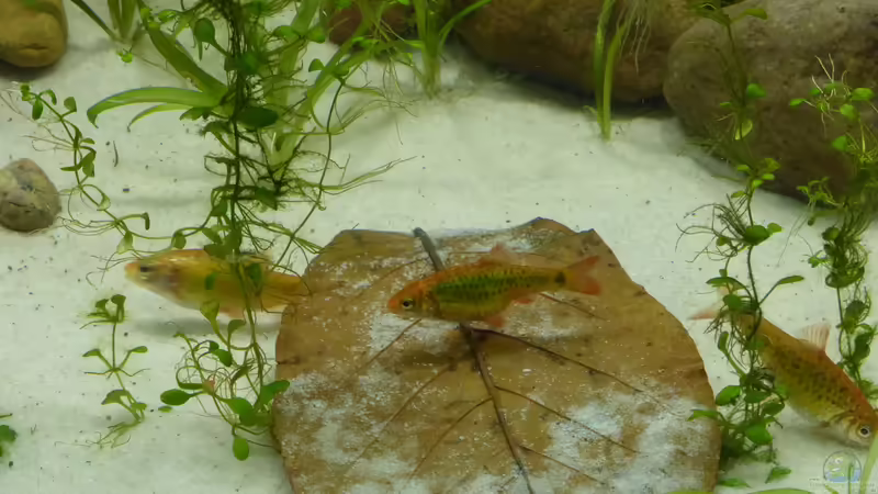 puntius semifasciolatus von Stefano83 (28)