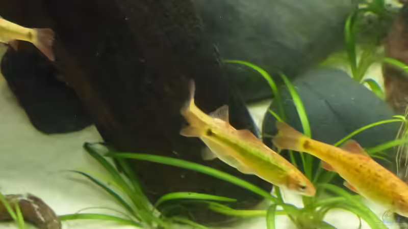 Einrichtungsbeispiele für die Haltung von Barbus fasciolatus (Blaustrichbarbe) im Aquarium