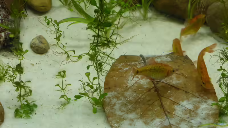 Einrichtungsbeispiele mit Puntius semifasciolatus (Messingbarbe)