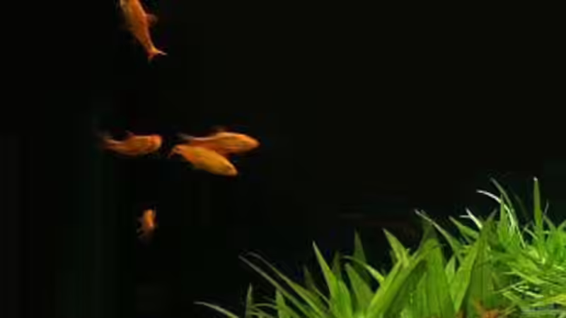 Einrichtungsbeispiele mit Puntius semifasciolatus (Messingbarbe)