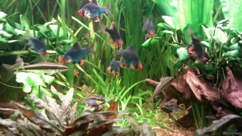Aquarien mit Sumatrabarben (Puntigrus tetrazona)