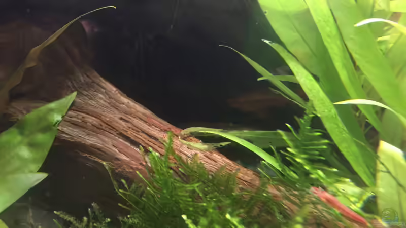 Puntius titteya (m) im Wurzelaufbau von Danny (41)