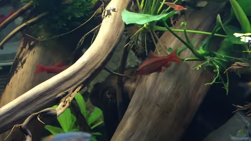 Puntius titteya (m) von Danny (54)