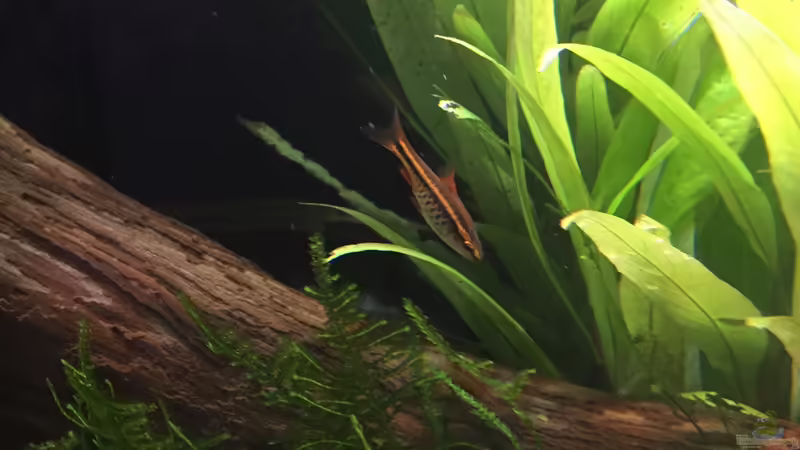 Puntius titteya (Nachzucht) von Danny (34)