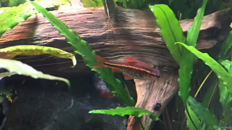 Puntius titteya (w) von Danny (35)