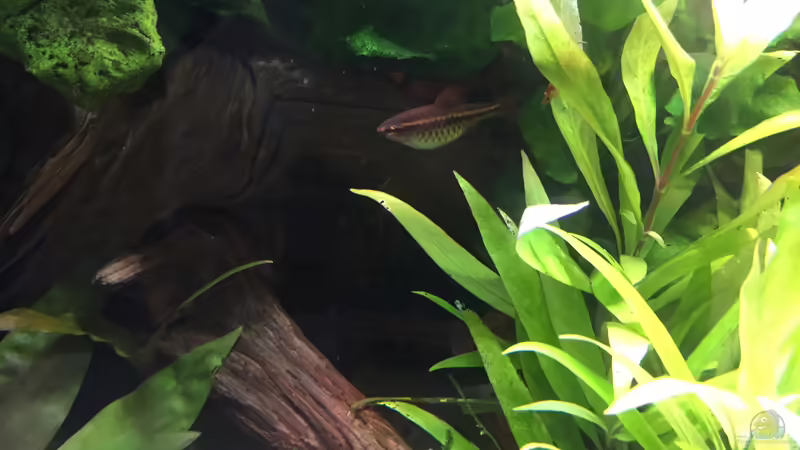 Puntius titteya (w) von Danny (43)