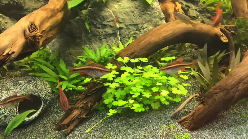 Bitterlingsbarbe im Aquarium (Einrichtungsbeispiele für Puntius titteya)