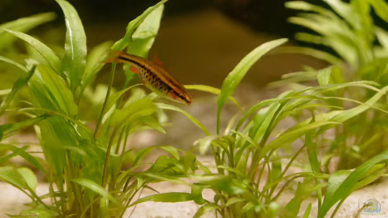 Bitterlingsbarbe im Aquarium (Einrichtungsbeispiele für Puntius titteya)
