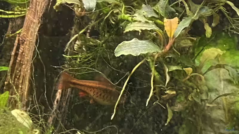 Bitterlingsbarbe im Aquarium (Einrichtungsbeispiele für Puntius titteya)