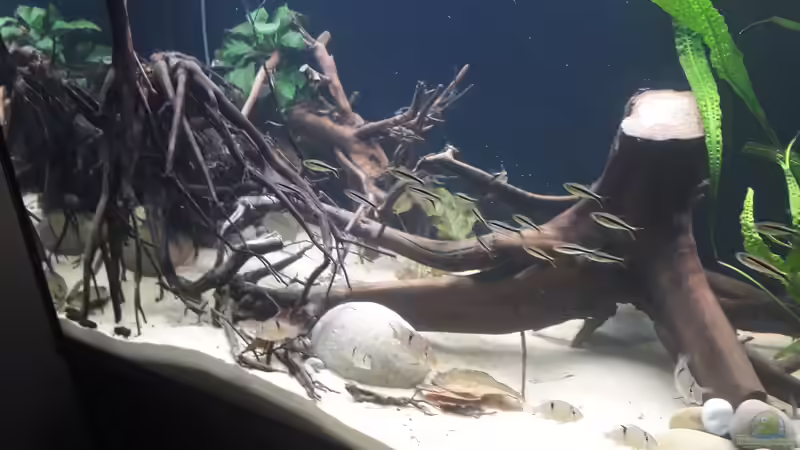 Pura Vida von Mattl (1)