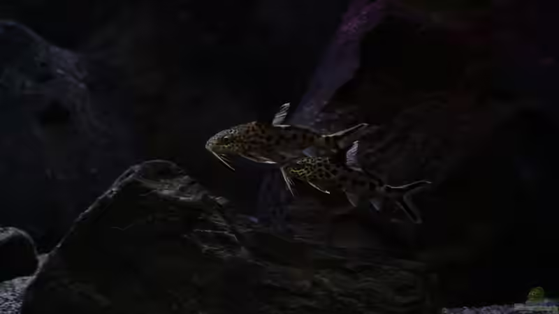 pure Harmonie :-) von Michael Reiz (62)