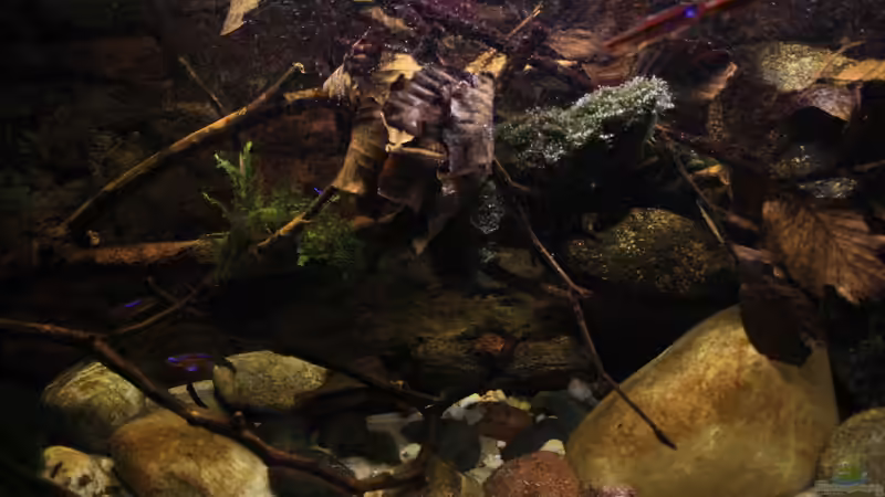 Pures Biotop Aquarium soweit dies im Aquarium umsetzbar ist.. von Florian Bandhauer (31)