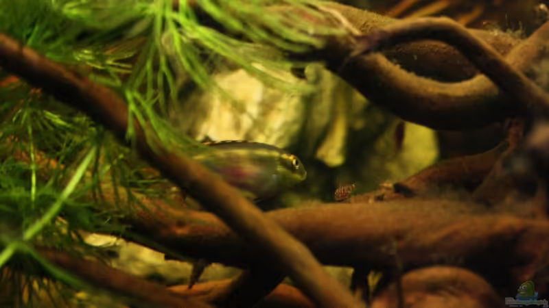 Purpur Dame mit Nachwuchs...genau schauen;-))! von Florian Bandhauer (62)