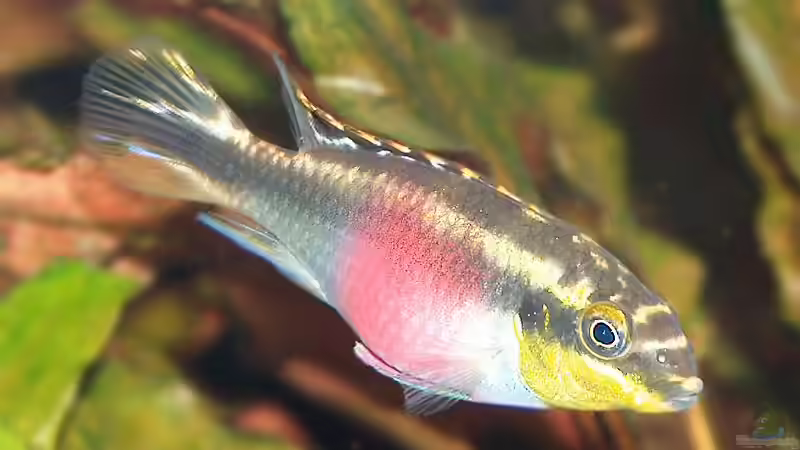 Purpur Prachtbuntbarsch (Weibchen) von Daniel Nimmervoll (15)