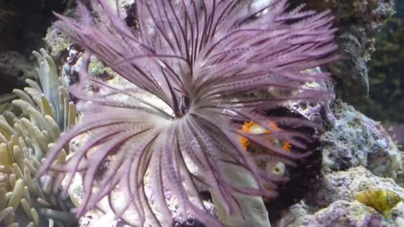 Purpur Röhrenwurm von Red ( Jürgen ) (19)