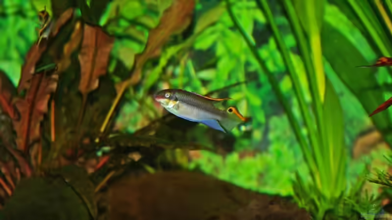 Purpurbrachtbarsch mänchen von Denis Aschenbach (17)