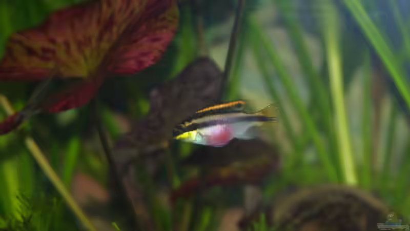 Purpurbrachtbarsch weibchen von Denis Aschenbach (19)