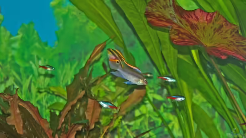 Purpurbrachtbarschpaar und Neon´s von Denis Aschenbach (18)