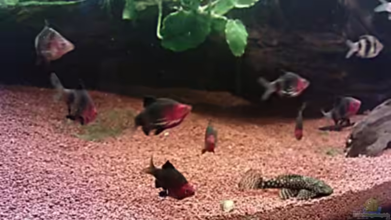 Einrichtungsbeispiele für Aquarien mit Pethia nigrofasciata (Purpurkopfbarbe)