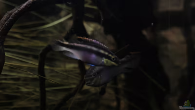 Purpurpracht Buntbarsch Paar!!! von Florian Bandhauer (70)