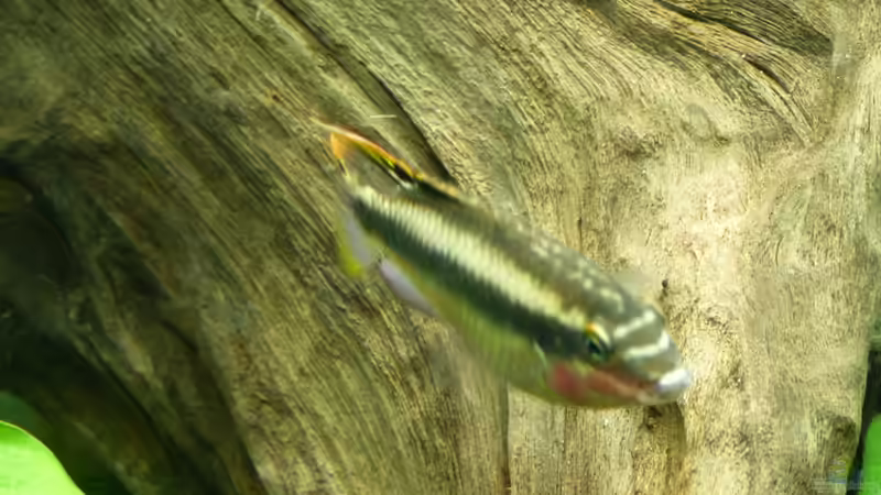 Purpurprachtbarsch 30.12.12 von nokoeh (43)