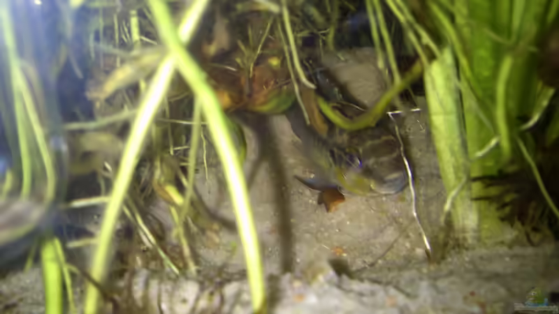 Purpurprachtbarsch (m) von Danny7 (8)