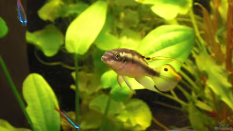 Purpurprachtbarsch mänchen von guido12304 (10)