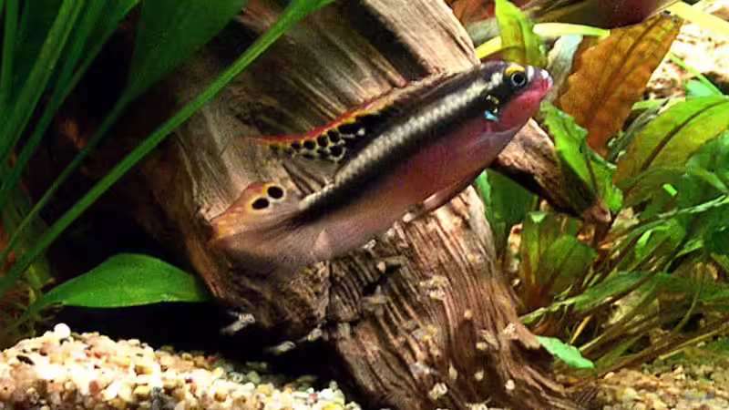 Einrichtungsbeispiele mit Pelvicachromis pulcher (Purpurprachtbuntbarsch)