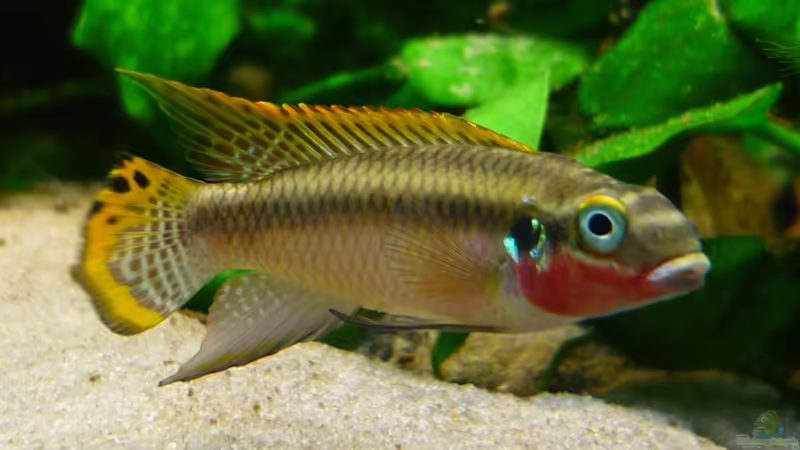 Purpurprachtbarsch von Christiane Feldmann (31)