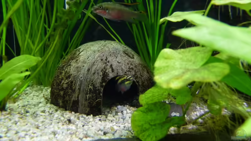 Purpurprachtbarsch von Steffen S. (16)