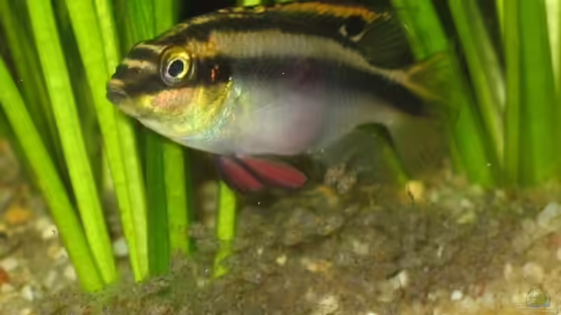 Einrichtungsbeispiele mit Pelvicachromis pulcher (Purpurprachtbuntbarsch)