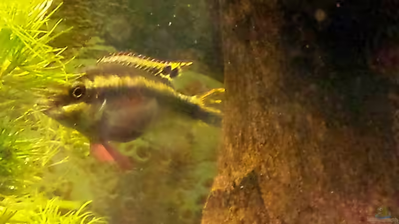 Purpurprachtbarsch-Weibchen von mamo2000 (31)