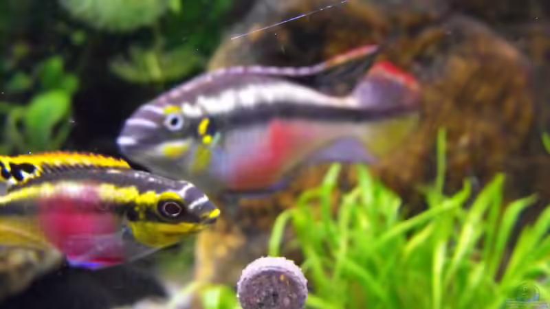 Purpurprachtbarsche von Pebas/Peter (8)