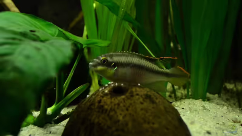 Purpurprachtbarschmännchen von Daniela (20)