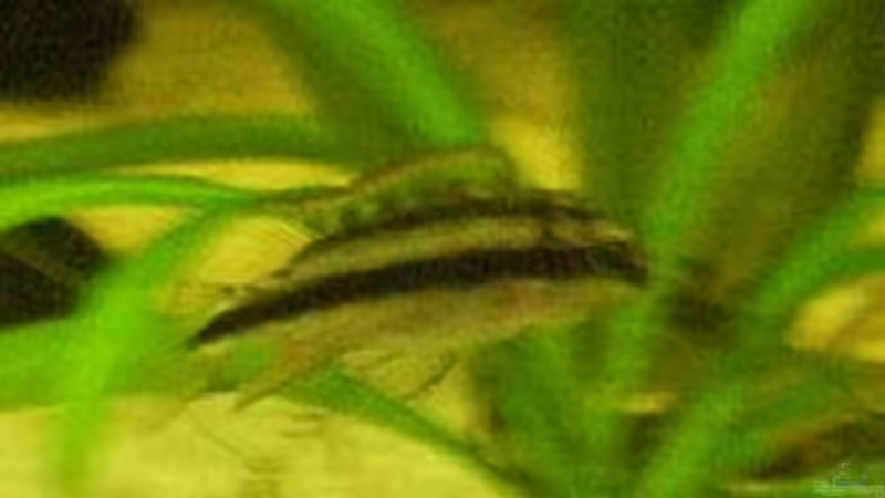 Purpurprachtbarschnachwuchs ca. 1 Monat alt ^^ von Fabian Springer (6)