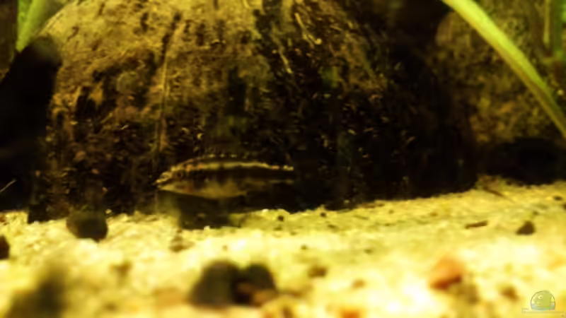 purpurprachtbarschnachwuchs von Babsi Aud (69)