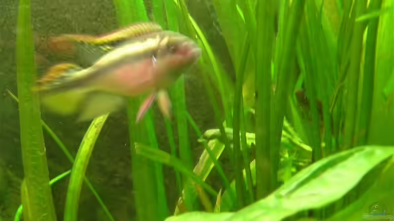 Purpurprachtbarschpärchen von Oliver Krell (8)