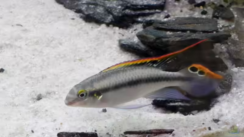 Purpurprachtbuntbarsch (m) von Sarah Friedli (6)