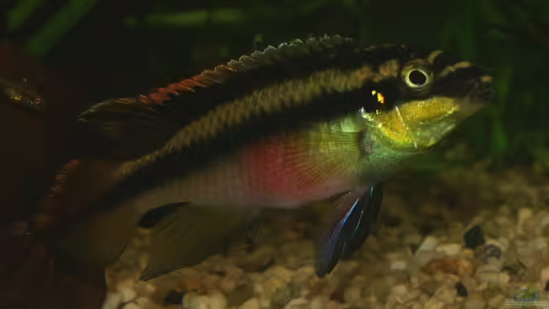 Purpurprachtbuntbarsch Männchen mit Baby von Sauerlandmicha (33)