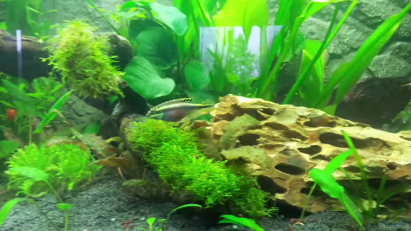 Purpurprachtbuntbarsch Männchen von Nixe1991 (12)