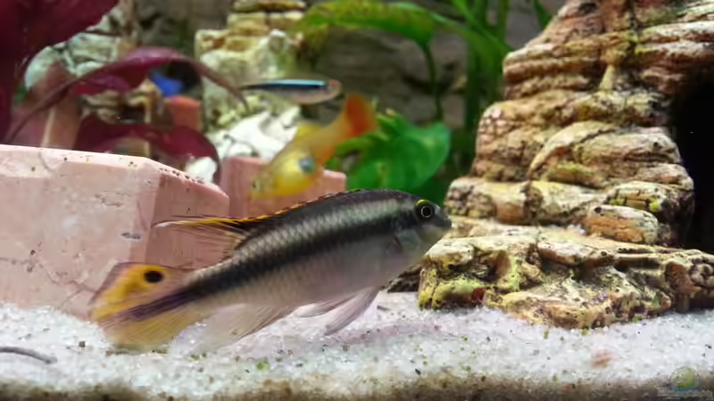 Einrichtungsbeispiele mit Pelvicachromis pulcher (Purpurprachtbuntbarsch)