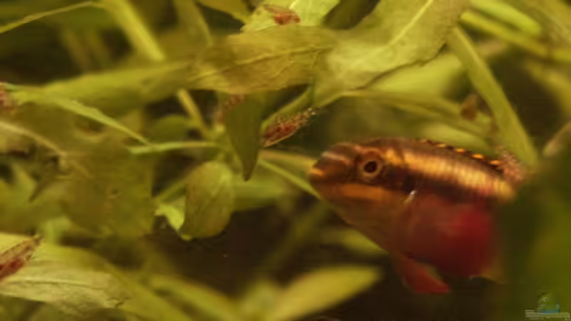 Purpurprachtbuntbarsch mit Nachwuchs von Sauerlandmicha (36)