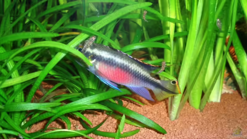 Purpurprachtbuntbarsch Nachwuchs 3 Wochen alt von ~Marco~ (46)