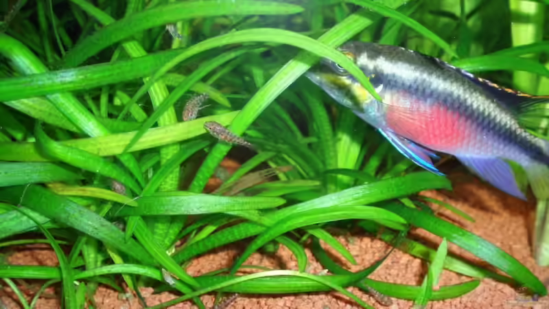 Purpurprachtbuntbarsch Nachwuchs 3 Wochen alt von ~Marco~ (47)