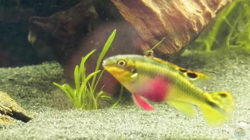 Purpurprachtbuntbarsch (w) von Sarah Friedli (7)