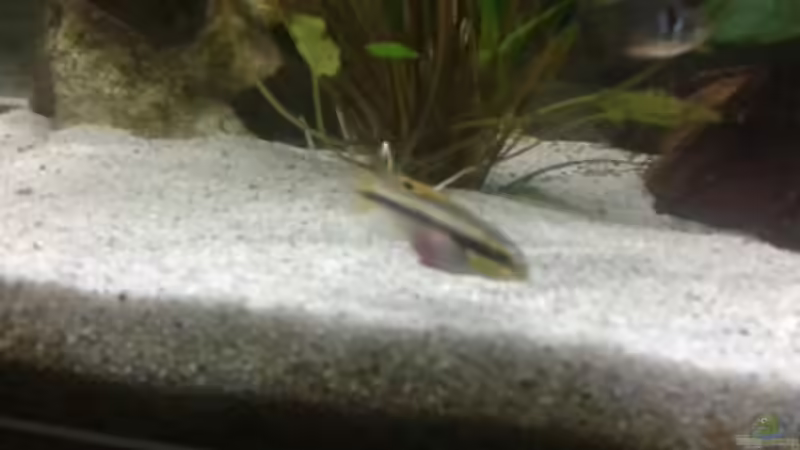 Purpurprachtbuntbarsch Weibchen von Manuela Brunner (4)