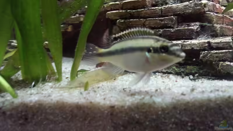 Purpurprachtbuntbarsch Weibchen von Sascha Mayr (14)